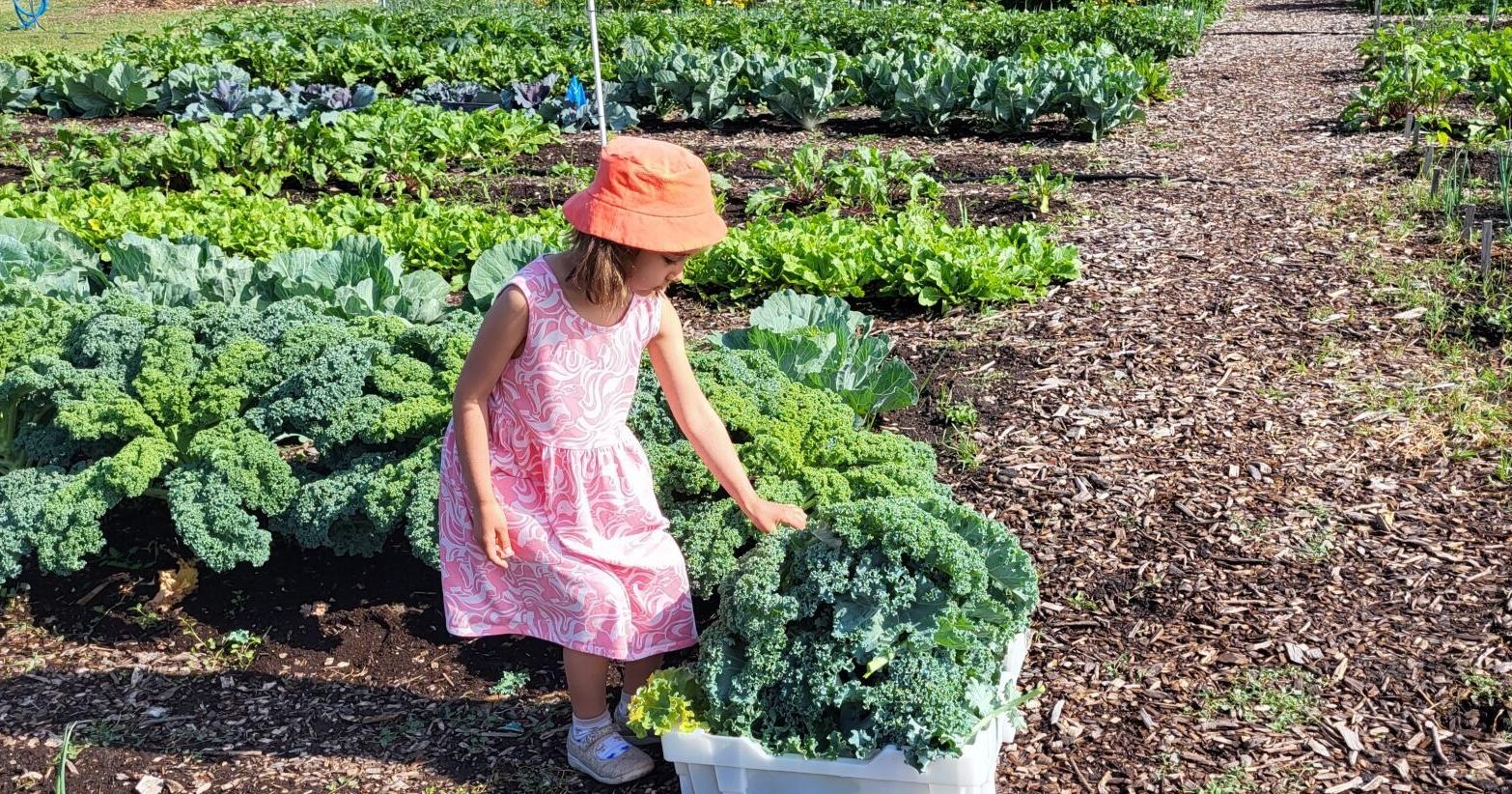 Fit-2-Serve offering straight-from-the-garden farmers market in Mattoon - Vimarsana News