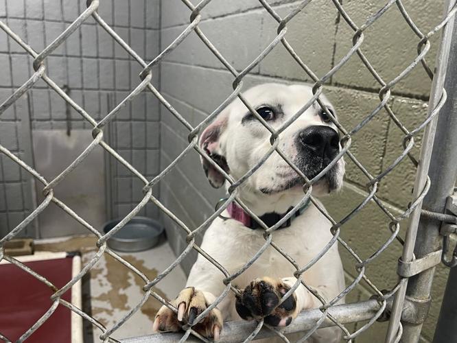 adoptable dog