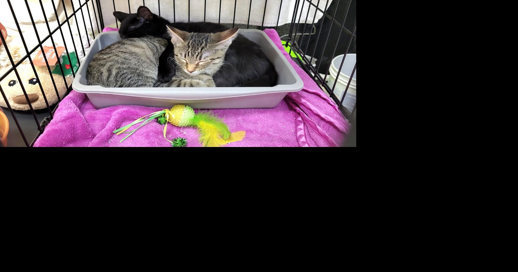 People, potential pets network at Mattoon Chamber Business Expo