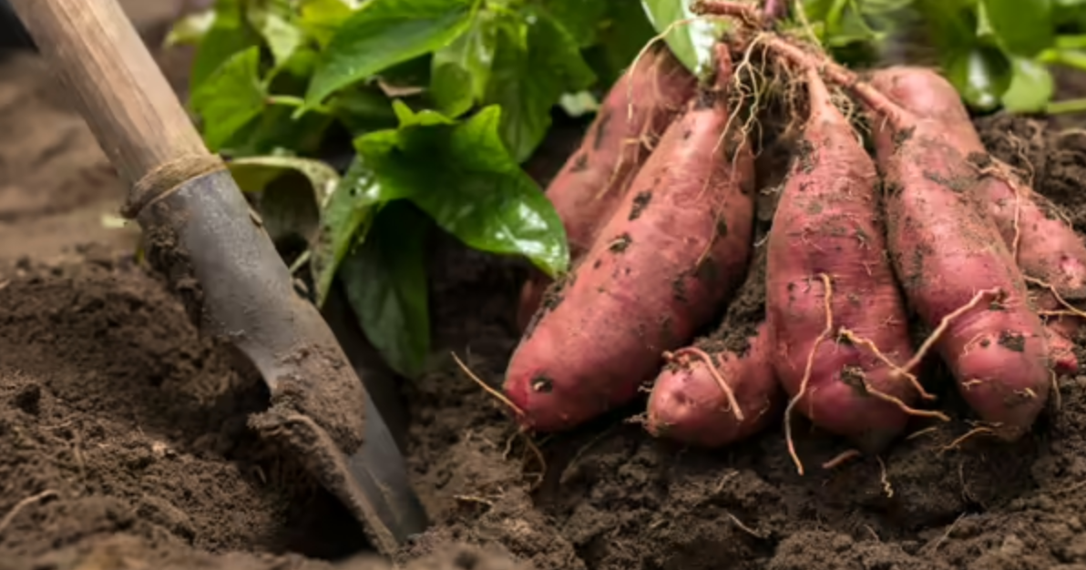 YARD AND GARDEN: How sweet it is growing sweet potatoes