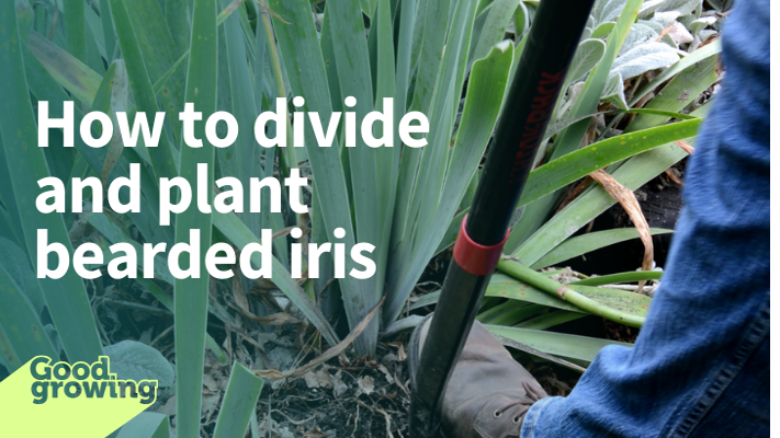 How to divide and plant bearded iris | Home & Garden