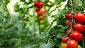 Property AND Yard: Potatoes, tomatoes and containers | Household & Backyard garden