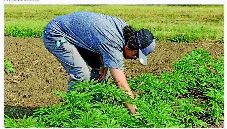 golden retriever weed farm