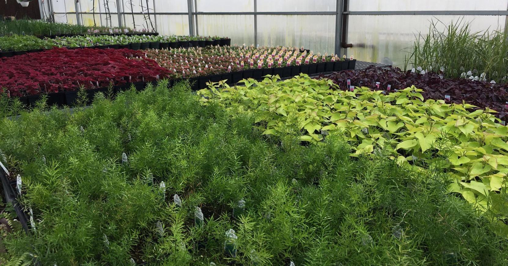 WHAT'S HAPPENING: Effingham plant sale; Coles County Mess Hall Meal and more! - Vimarsana News