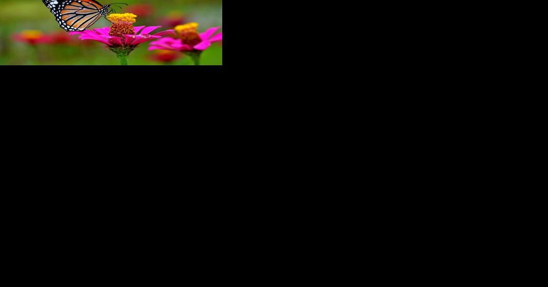 Spring Into Gardening 2024 a blooming success - Vimarsana News