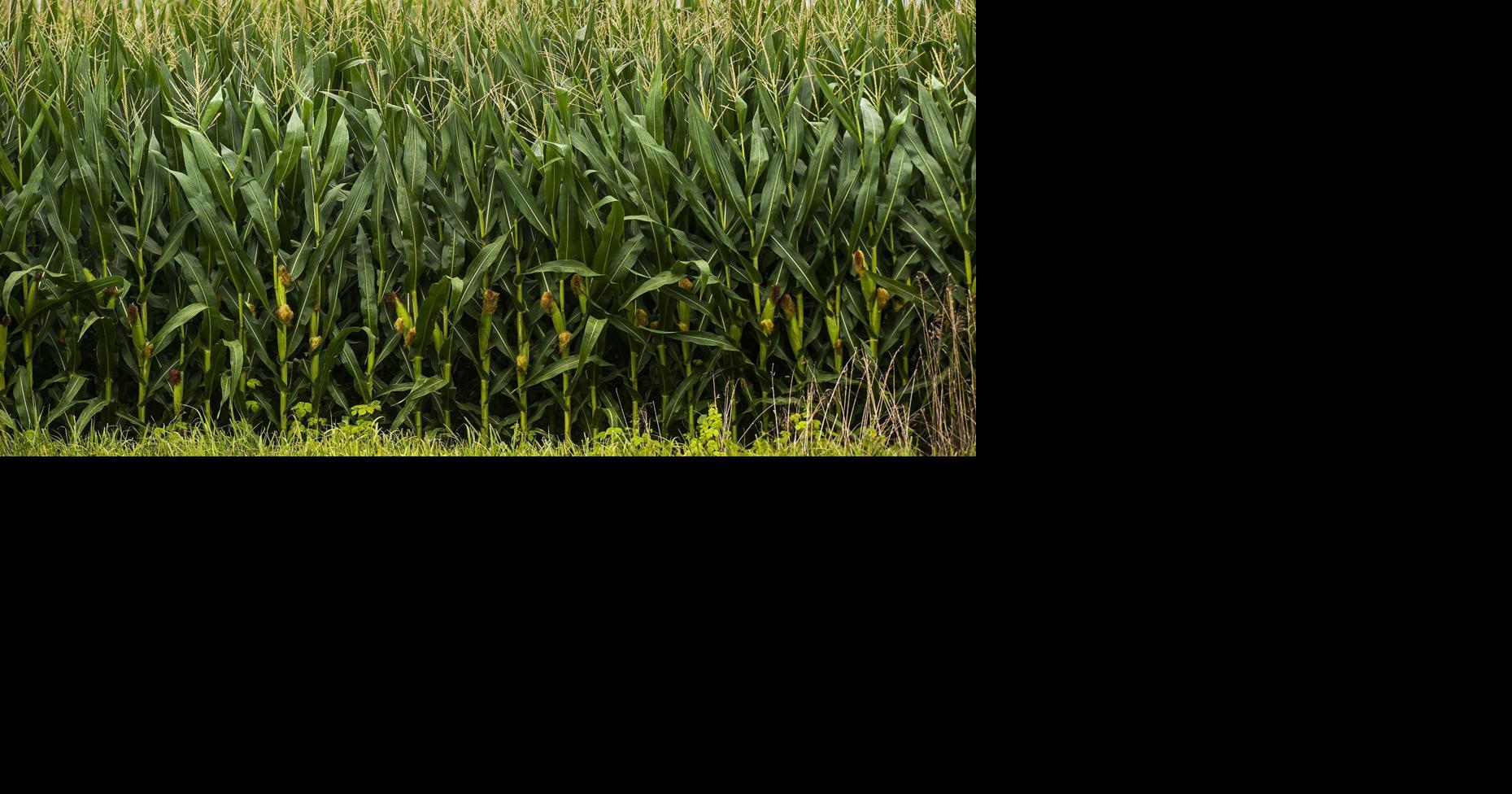 Lerna's Lincoln Log Cabin to host corn history talk Saturday