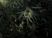 Illinois Extension offers industrial hemp resources