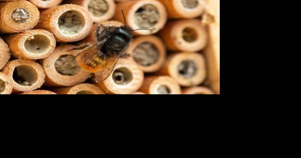 YARD AND GARDEN: Check-in to your bee hotel to support pollinator research - Vimarsana News