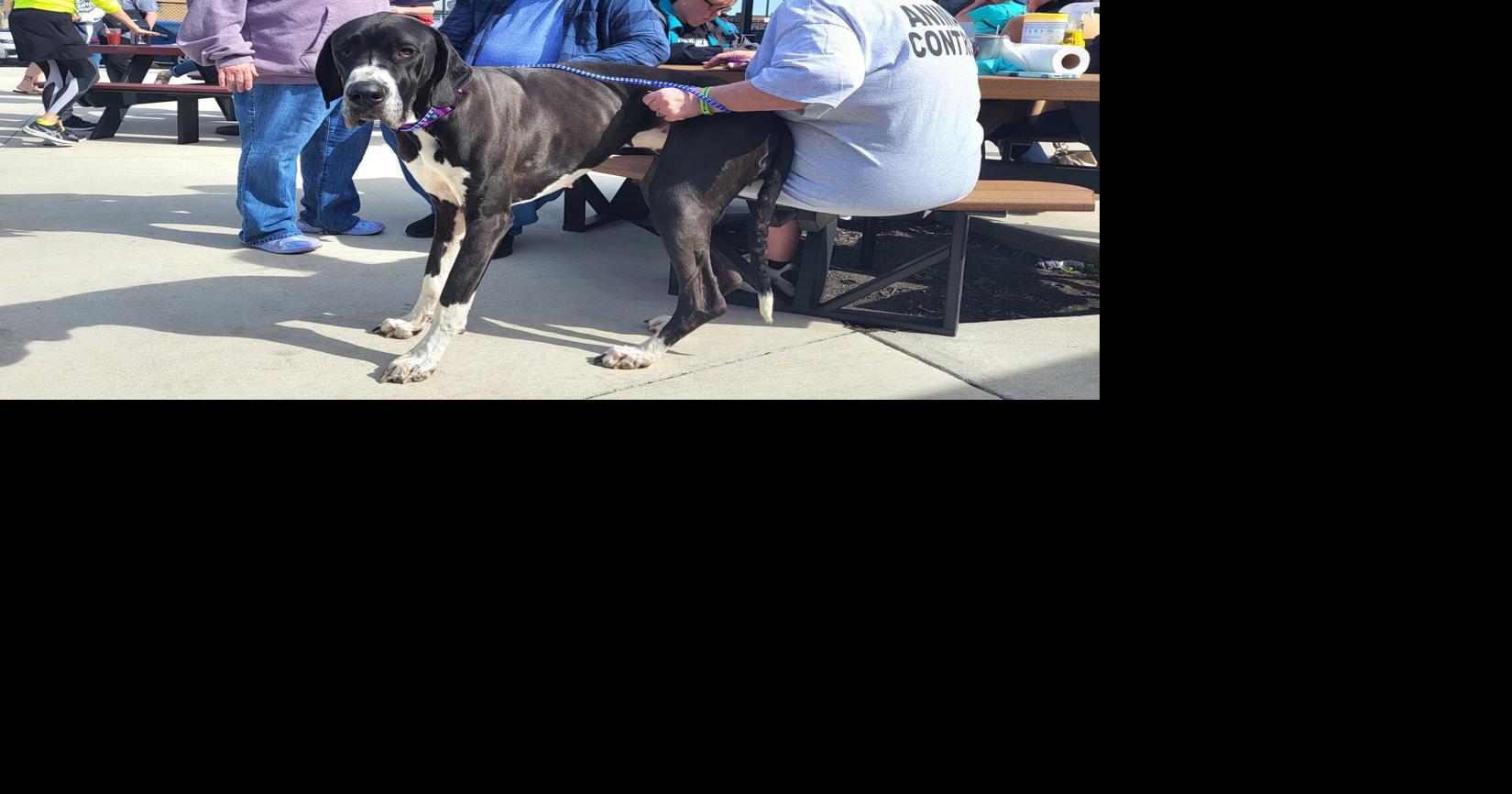 Photos Coles County Animal Shelter adoption event in Mattoon