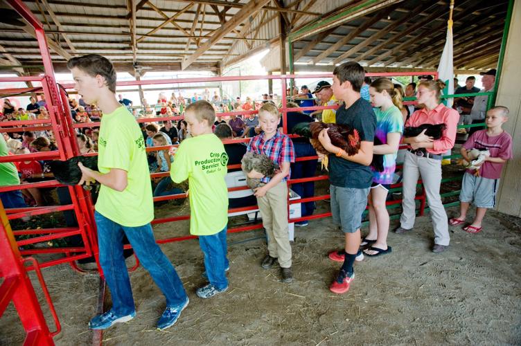 Coles County Fair - Livestock Auction 08/03/17 (1)