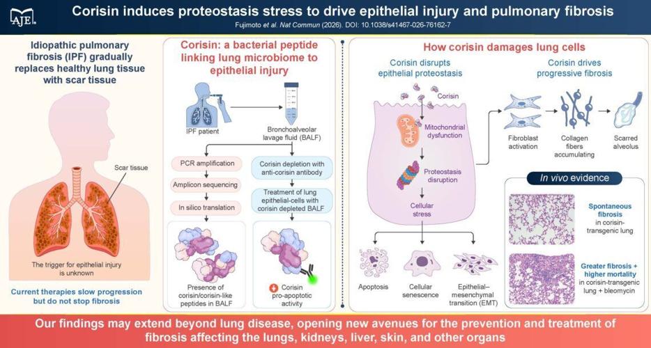 A bacterial protein fragment drives tissue fibrosis, but antibody treatment can help, study finds