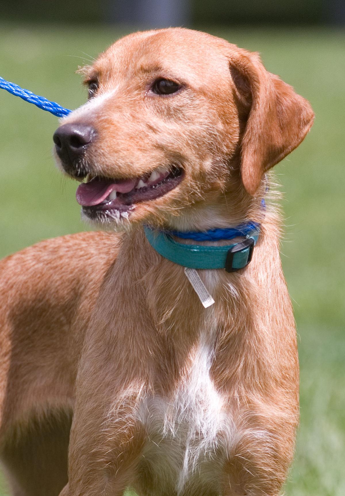 PETS OF THE WEEK | Lifestyles | jg-tc.com