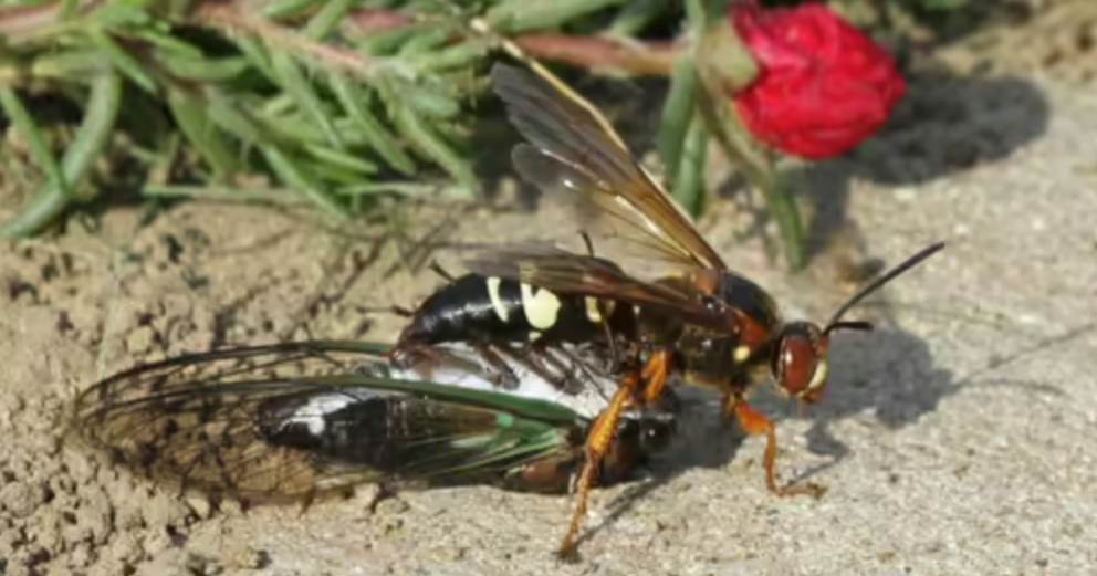 YARD AND GARDEN: Cicada killers: Summer's misunderstood giants