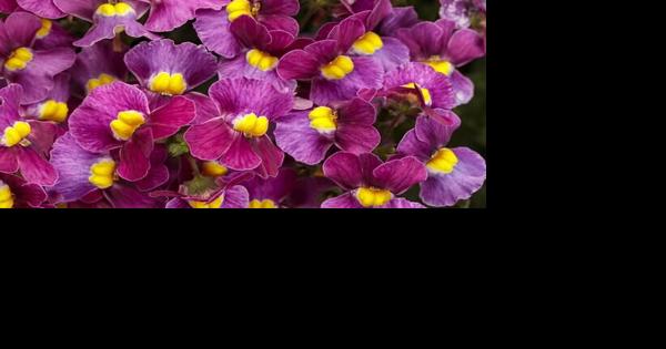 YARD AND GARDEN: Add color to your garden with annuals - Vimarsana News