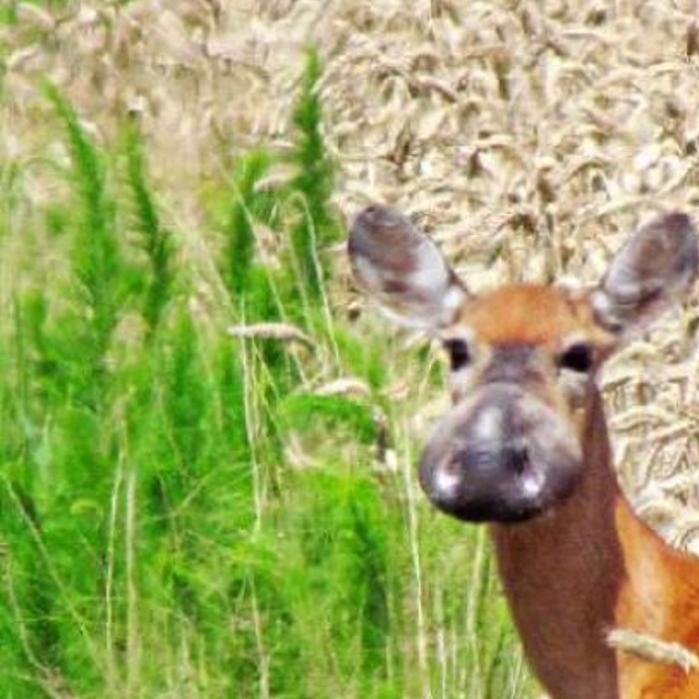Bullwinkle Deer Where S Rocky Outdoors Jg Tc Com