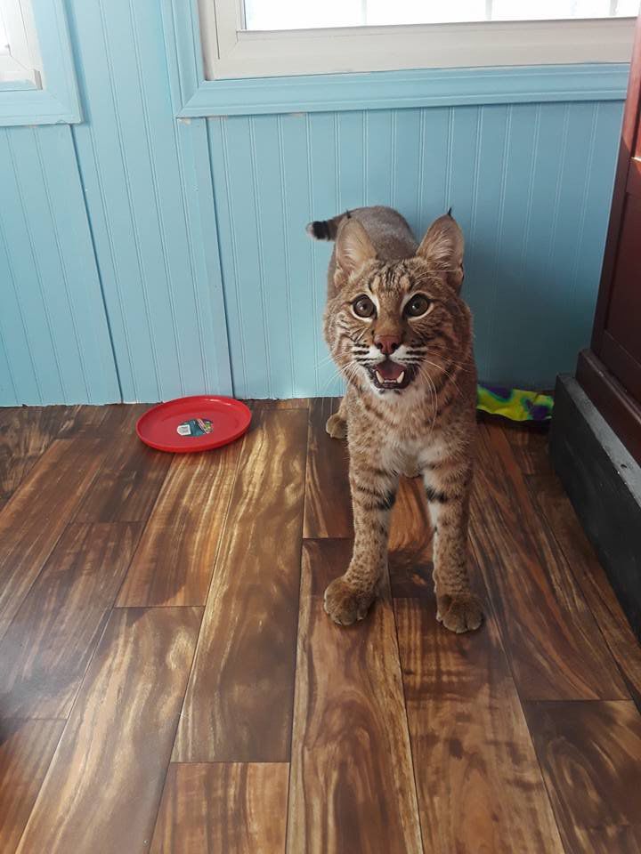 Pet bobcat back at home with Metro East family | Pets | jg-tc.com