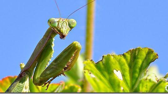 YARD AND GARDEN: How one can entice useful bugs to your backyard | Residence & Backyard