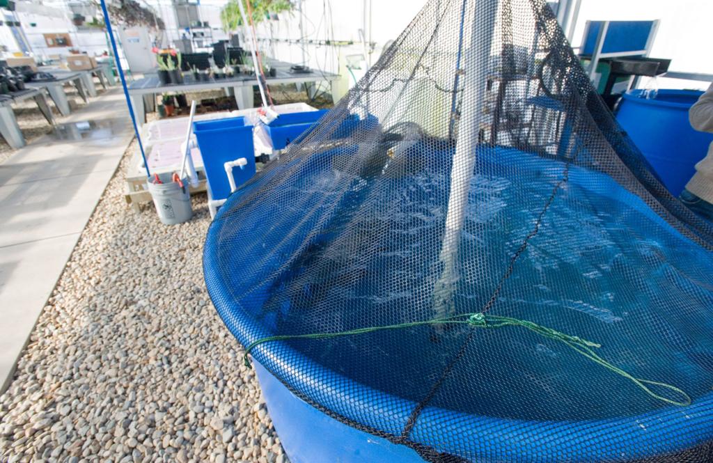 Mhs Ag Program Retrofits Fish Tank Into Aquaponic System News Jg Tc Com