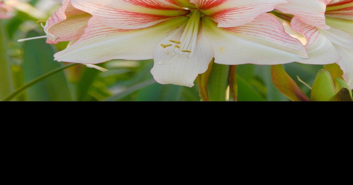YARD AND GARDEN: Change up your holiday plant tradition with amaryllis | Home & Garden
