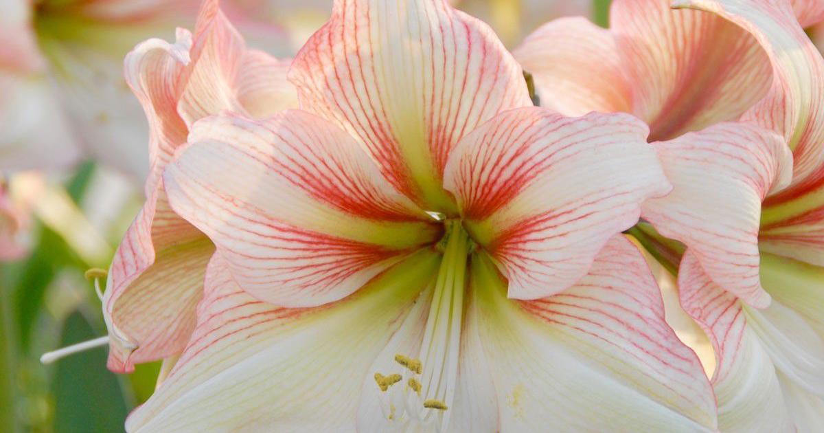 YARD AND GARDEN: Change up your holiday plant tradition with amaryllis | Home & Garden YARD AND GARDEN: Change up your holiday plant tradition with amaryllis | Home & Garden