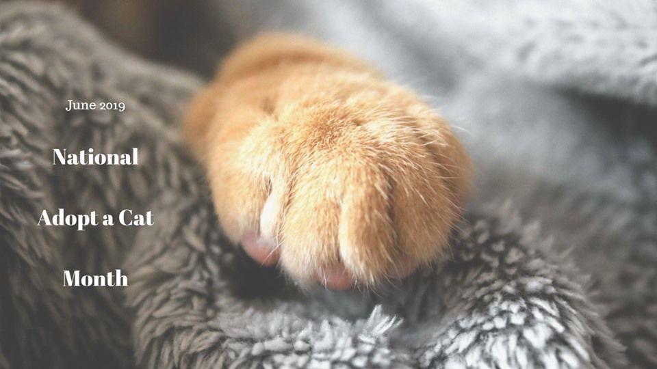 Purr Fect Celebrating National Adopt A Cat Month In June Pets