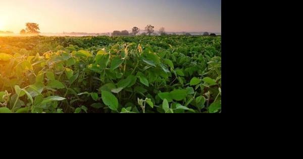 OVER THE COLES: Sulfur is key to soybean success - Vimarsana News