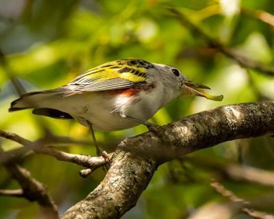 Grand Prairie Bird Alliance Fall Bird Outing, Sept. 26