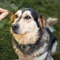 Simple puppy coaching you can do at household | Pets Simple puppy coaching you can do at household | Pets