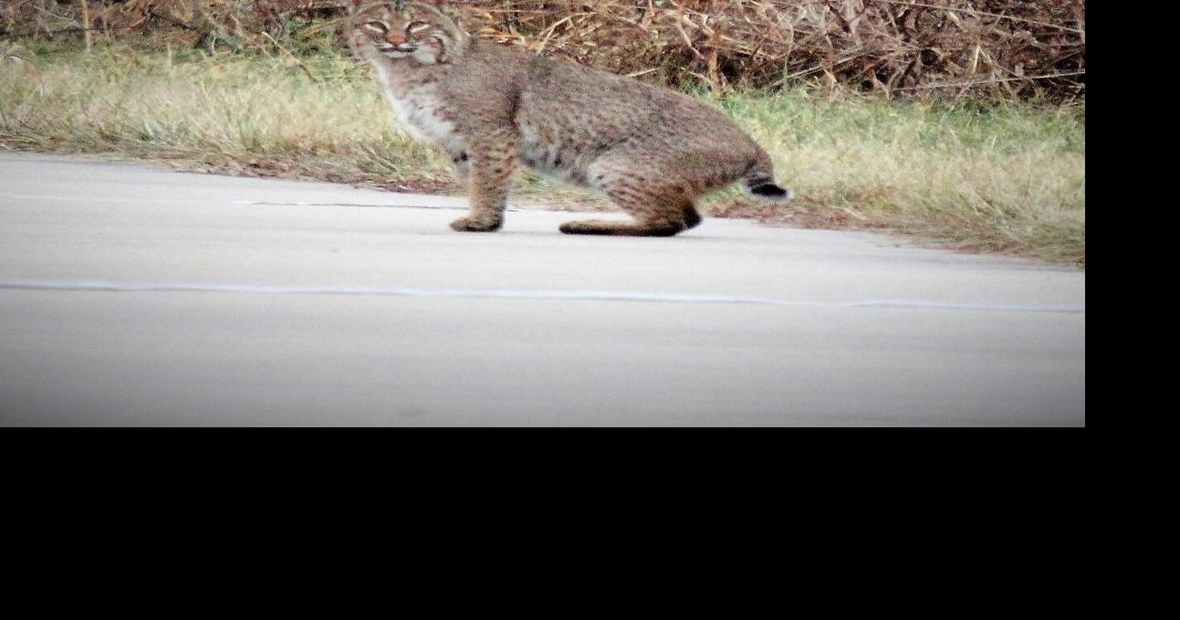 SOFT NEWS What is 'bobcat fever' and how is it affecting some
