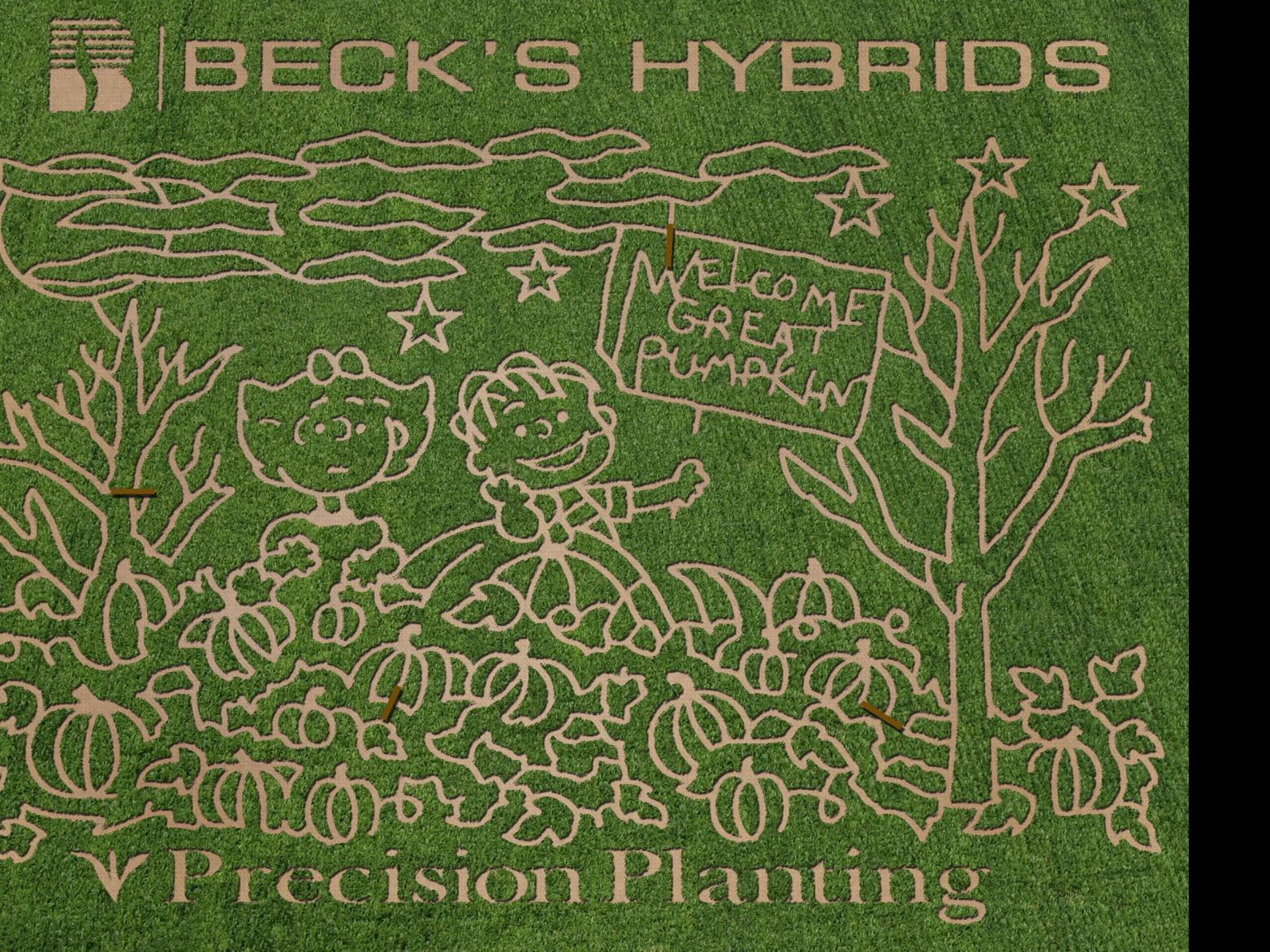 Peanuts Themed Corn Maze At Rader Farms Jg Tc Com