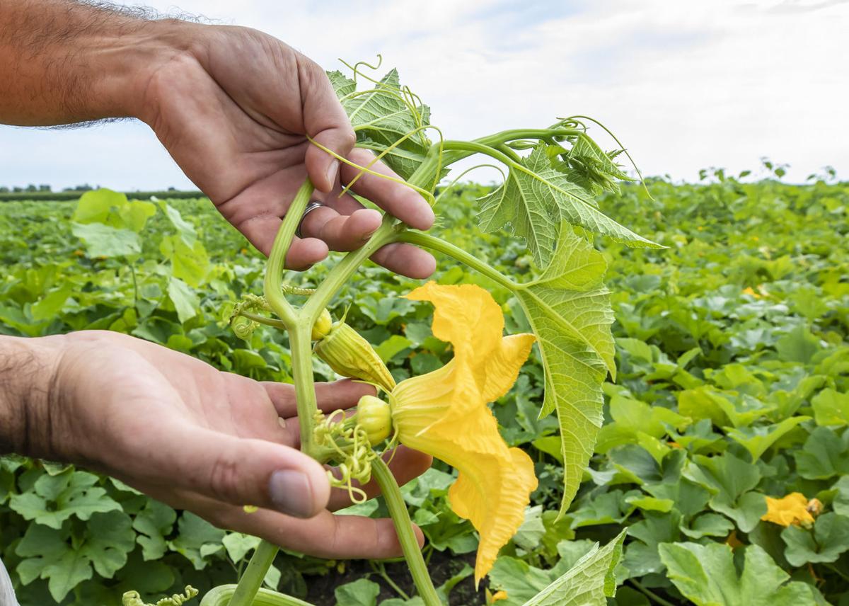 Watch now Pumpkin patch owners changing focus, operations