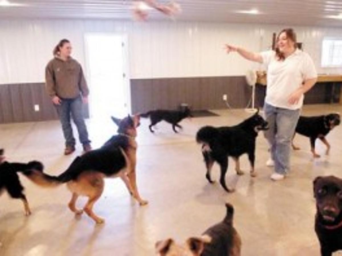 New Dog Day Care Open Business Jg Tc Com