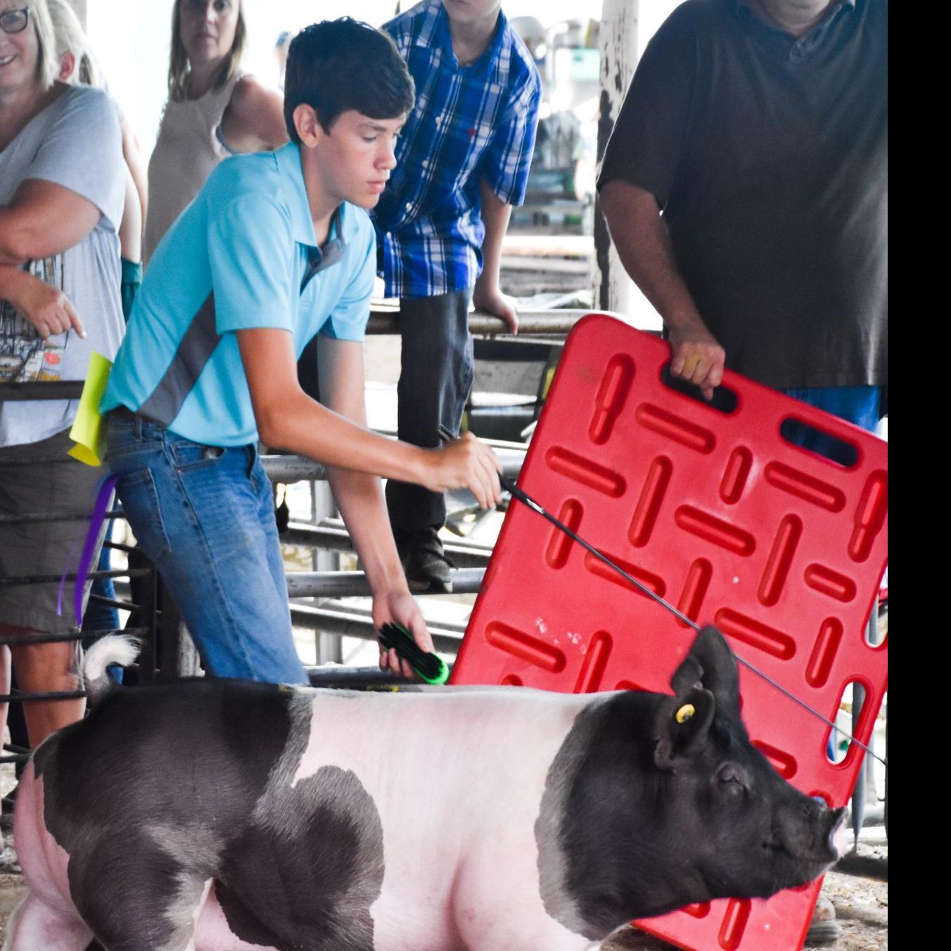 Champion Hogs And Goats Selected At This Year S Coles County Fair