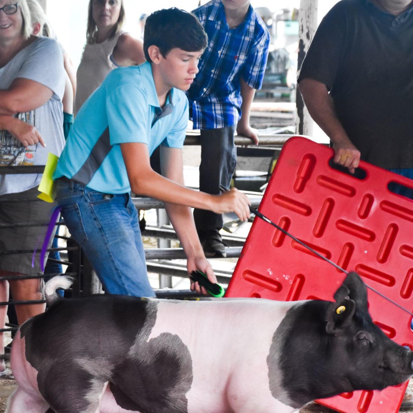 Champion Hogs And Goats Selected At This Year S Coles County Fair