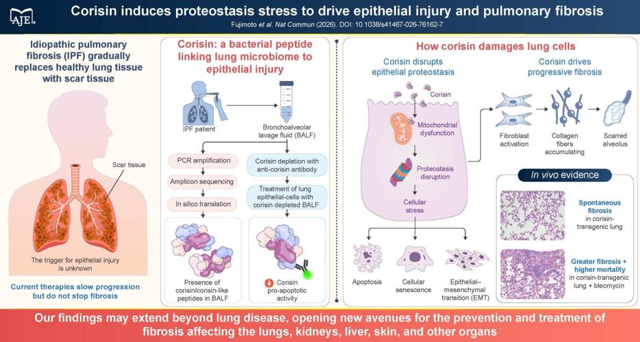 A bacterial protein fragment drives tissue fibrosis, but antibody treatment can help, study finds