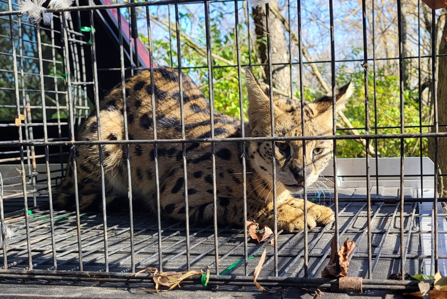 Missing serval captured in Macon County