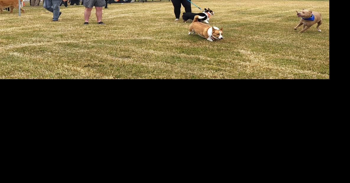 Canines try out new Mattoon Community Dog Park