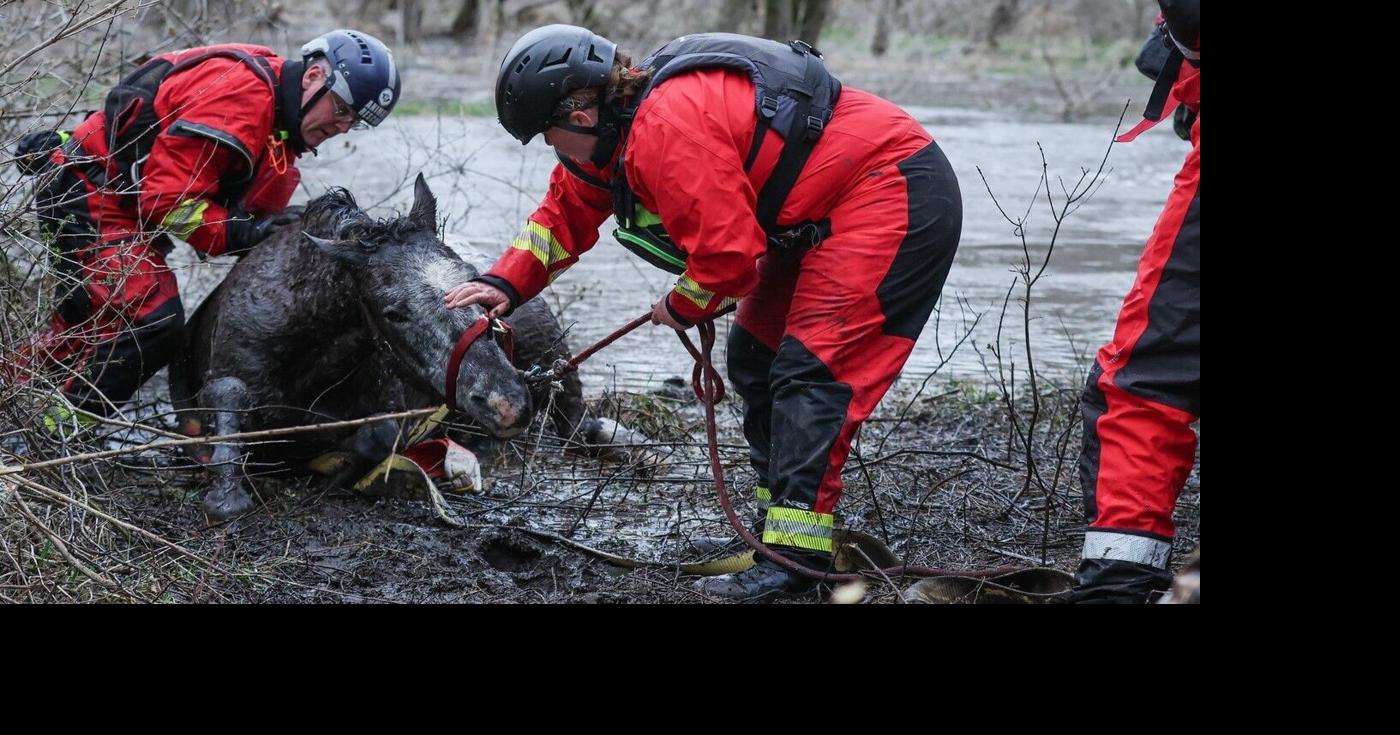 Nearly two dozen help rescue horse stranded in flooded northern ...