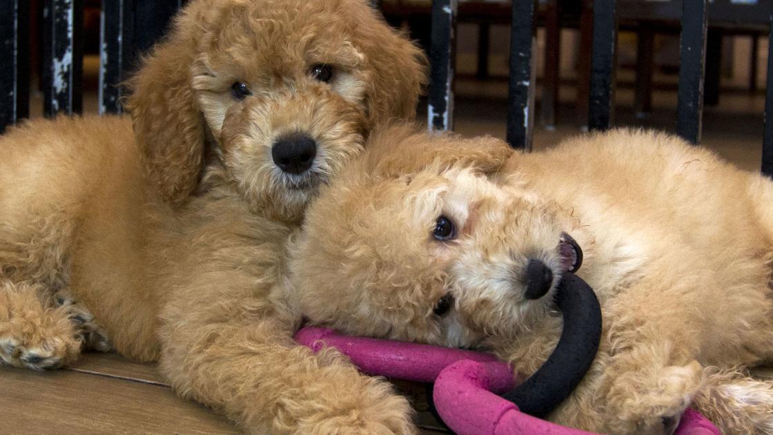 Puppy Starter Kits Can Help When Furry Friend Comes Home Pets