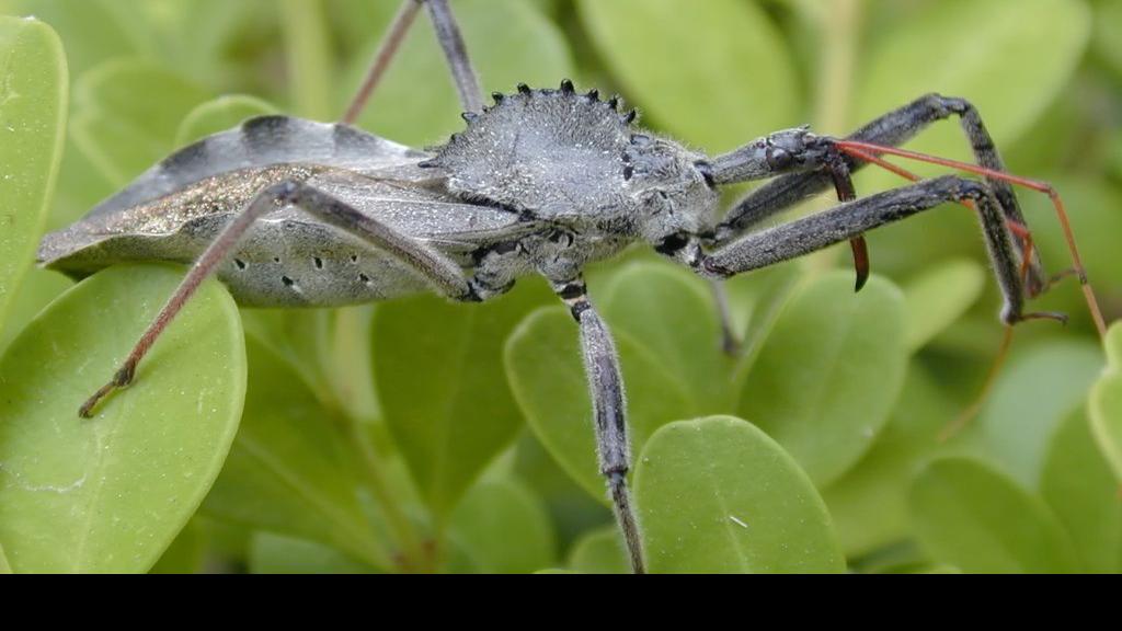 YARD AND GARDEN: Discover the eerie wheel bug | Home & Garden