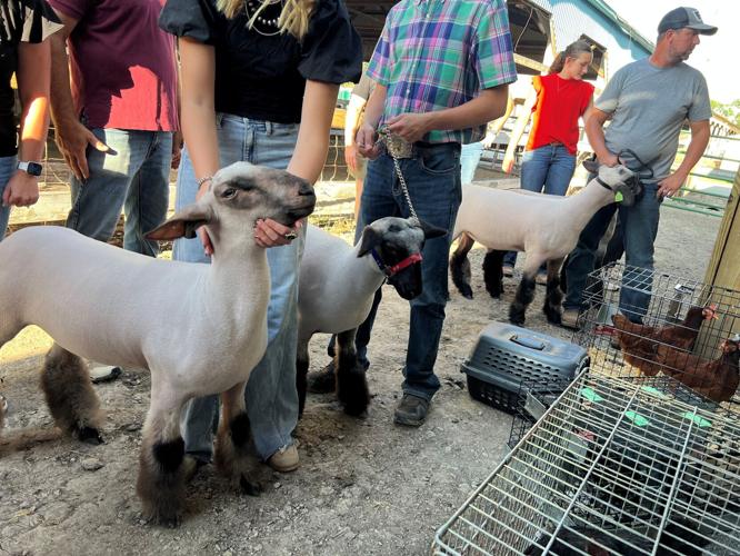 coles county fair
