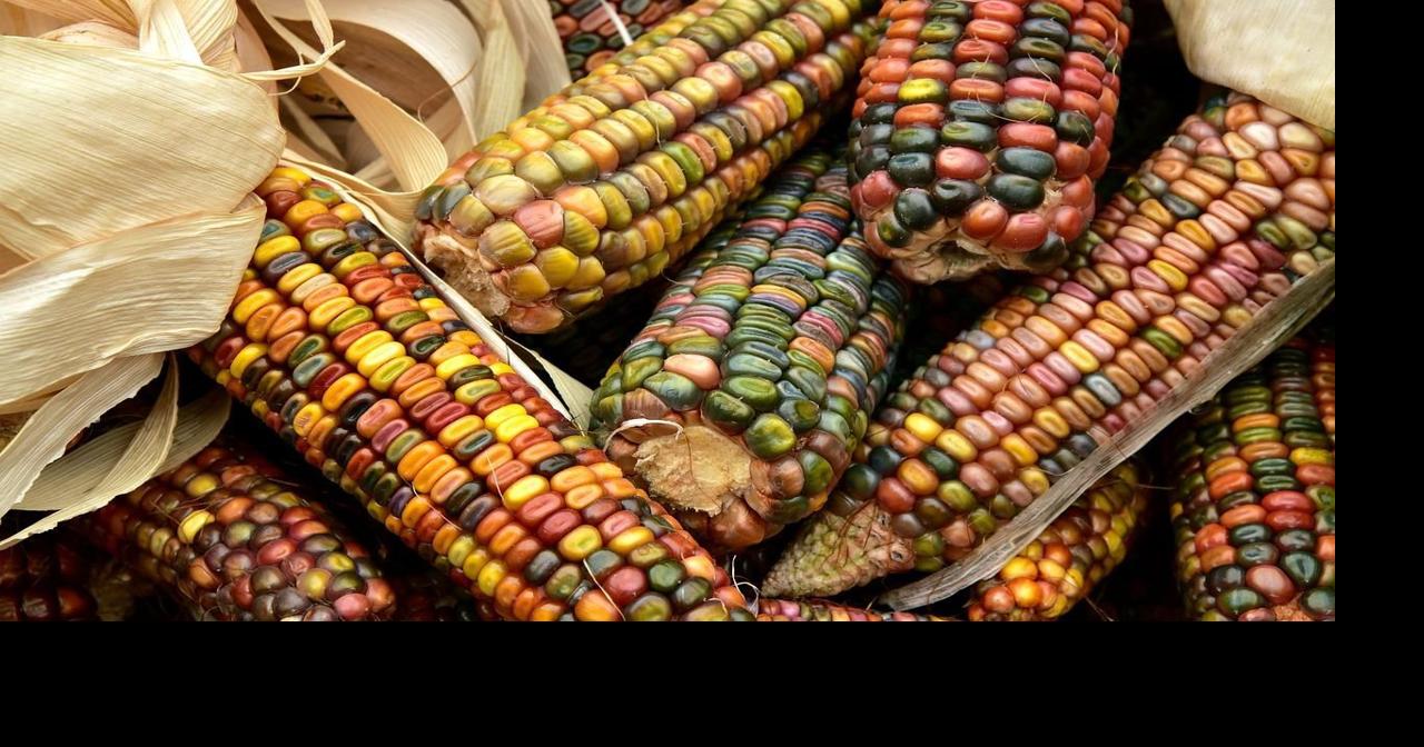 YARD AND GARDEN: Kernels of Fall: The ornamental corn spectacular