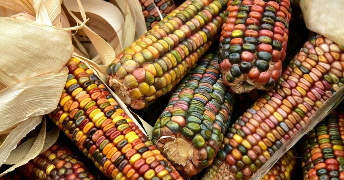 YARD AND GARDEN: Kernels of Fall: The ornamental corn spectacular