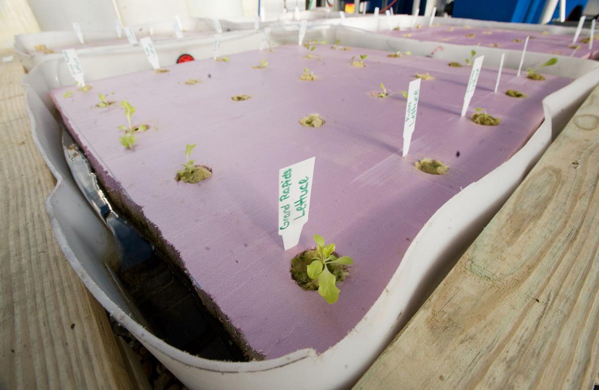 Mhs Ag Program Retrofits Fish Tank Into Aquaponic System News Jg Tc Com