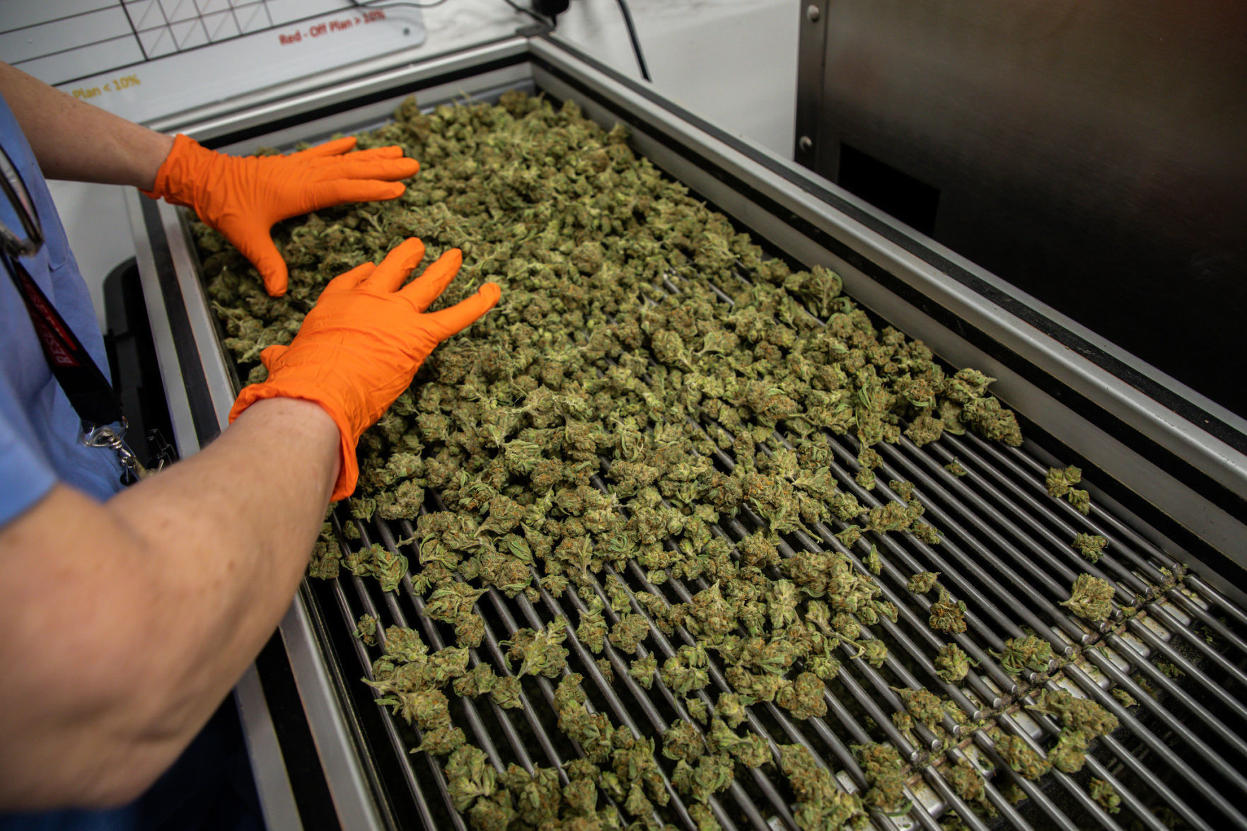 cookie weed dispensary cookie weed dispensary
