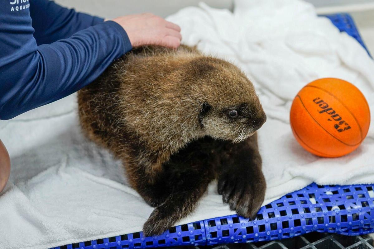 Shedd names newest otter pup Seldovia in nod to Alaskan origins