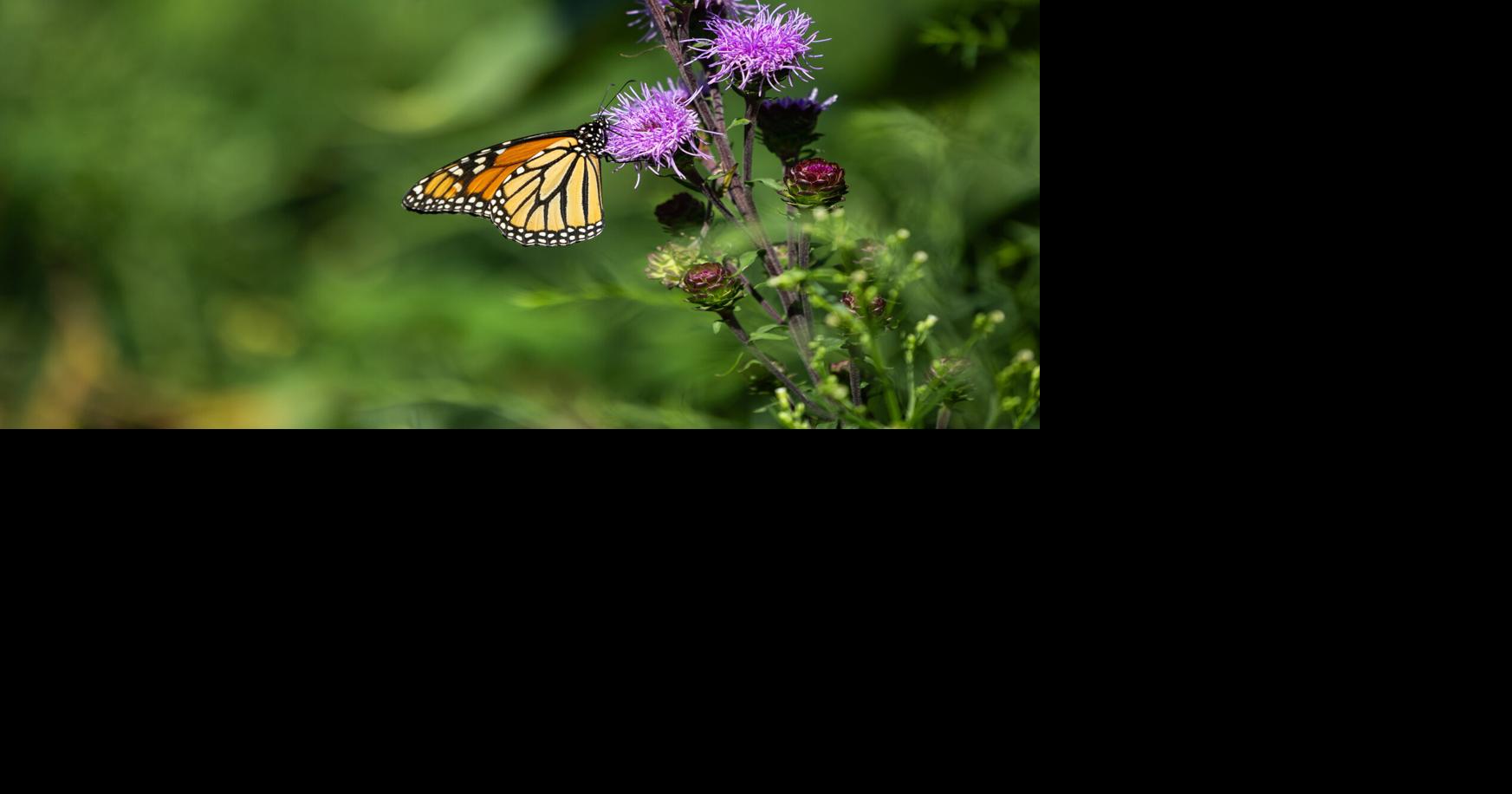 Shelbyville, Effingham hospitals to host butterfly release ceremonies