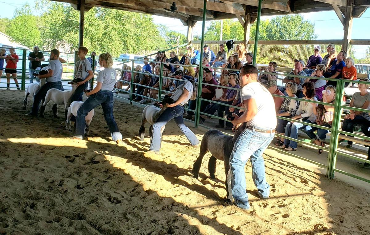 No 4 H Livestock Shows Exhibits At Coles County Fair This Year