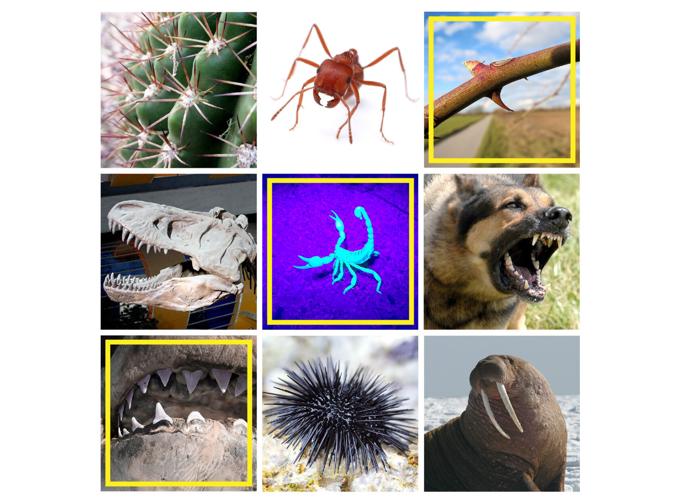 From cactus thorns to dinosaur teeth: Study analyzes biological puncture tool performance