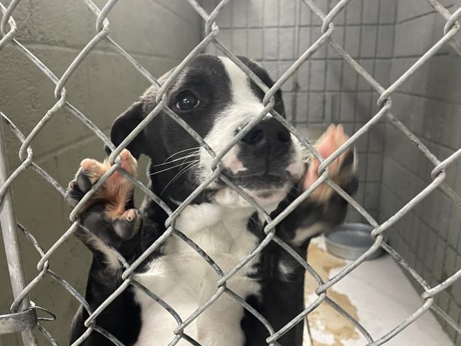 adoptable dog